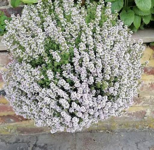 Ferienhaus Rural La Ferme Du Semeur-zaaiershof *